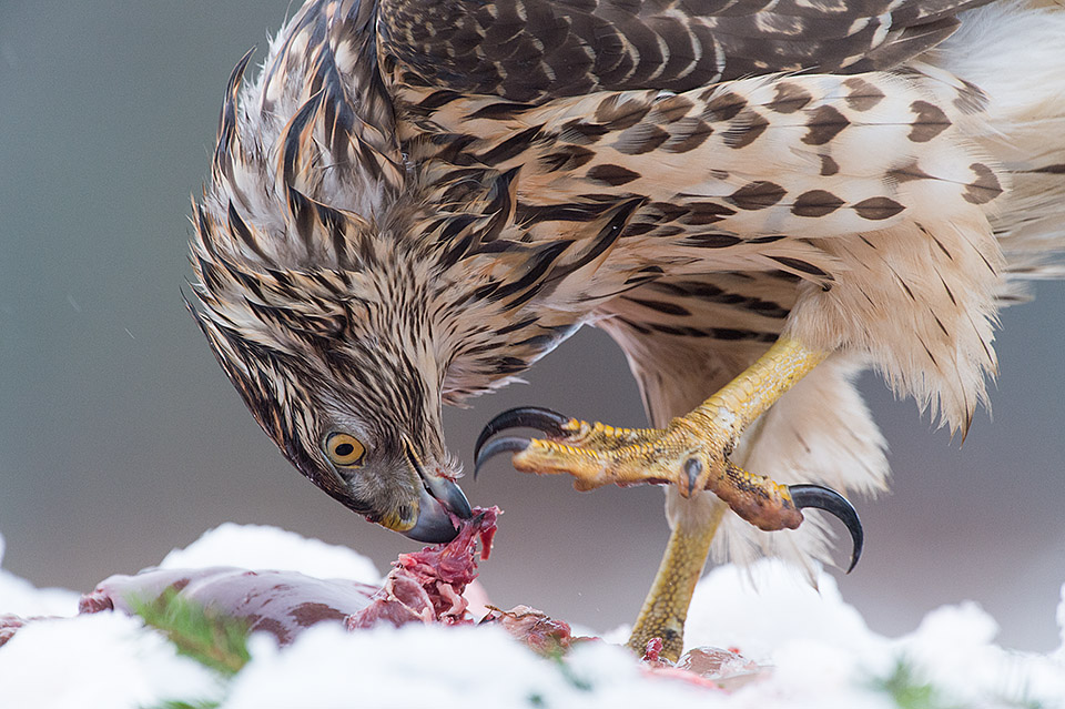 Goshawk at Bird of prey photo workshop